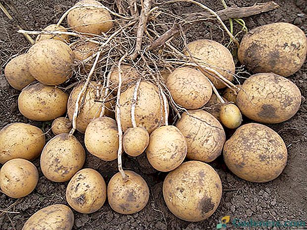 Luck Potatoes - popis odrůdy a pravidla péče