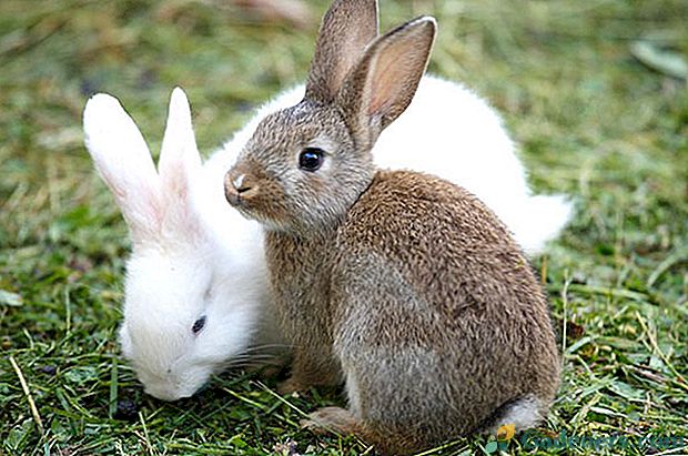 Klasyfikacja ras królików i zdjęć z opisami