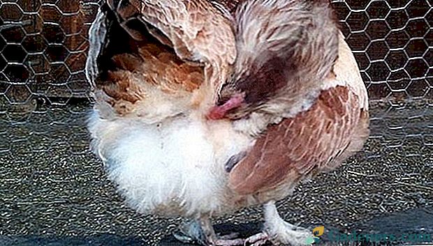 Viščiukai - prevencija ir gydymas naudojant natūralias priemones