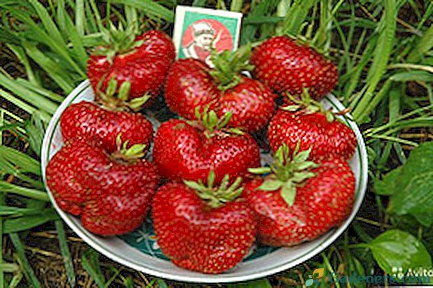 Strawberry Gigantella v krajine