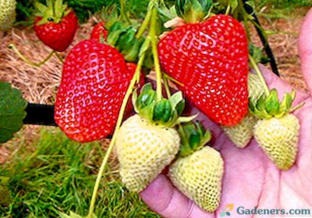 Strawberry: zorenje glede na sorto