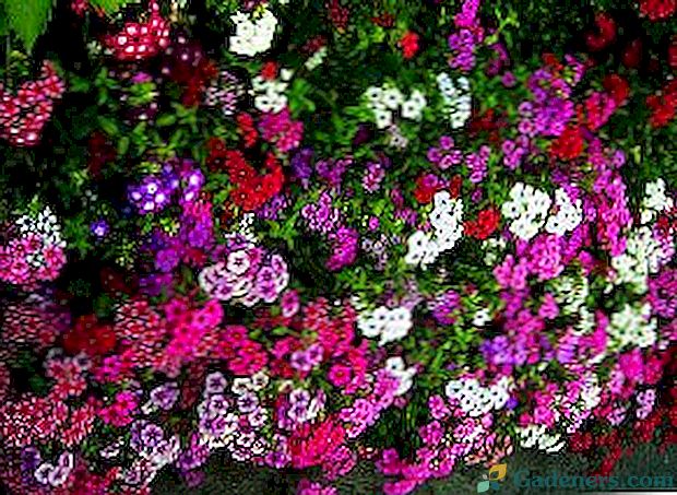 Фловербед витх пхлок: врсте цвијећа и њихова компатибилност са другим биљем