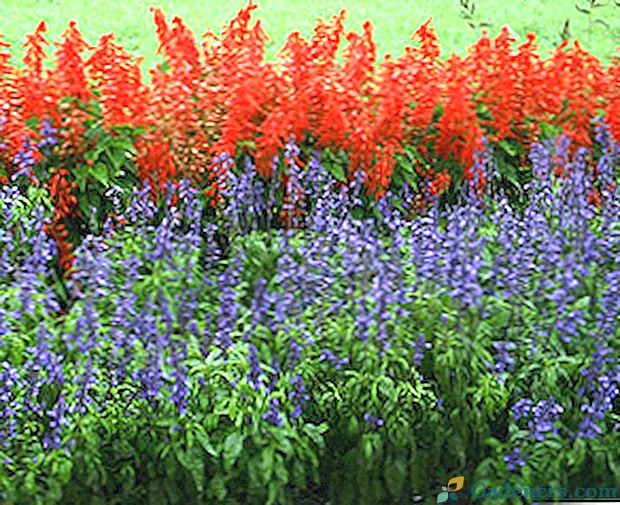 Roža v rdečih in modrih tonih: vrste in sorte salvije za vrt