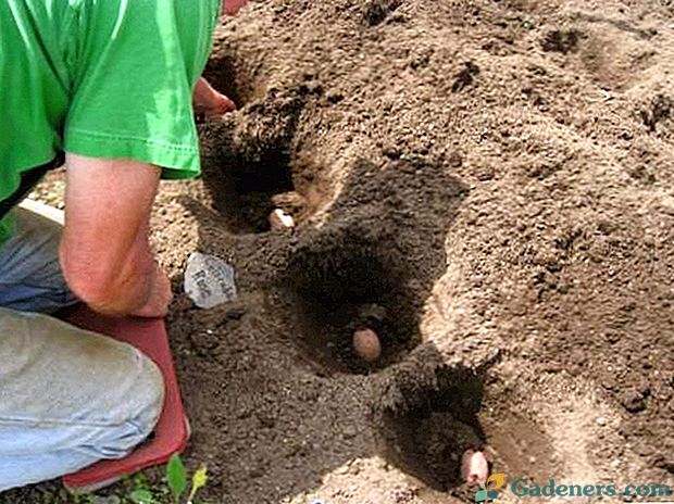 Kdaj in kakšno gnojilo naredite krompir na peščenih tleh