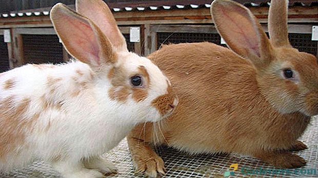 Коли і навіщо робити щеплення кроликам?
