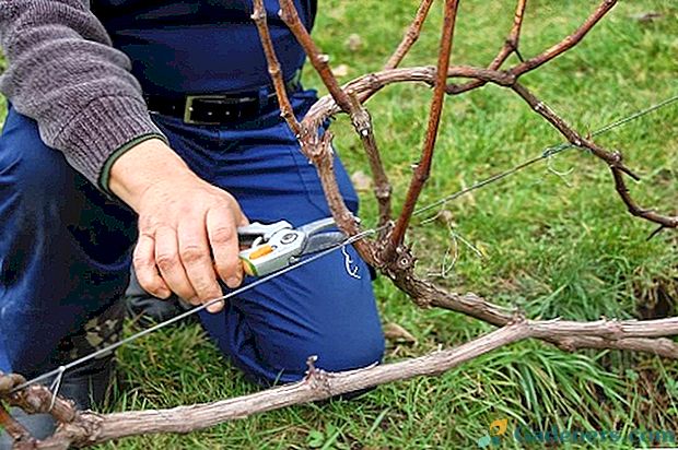 Kad vīnogas apgrauzdēt: pavasara, vasaras un rudens atzarošanas datumi