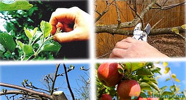 Кога да реже ябълкови дървета: времето на процедурата в зависимост от сезона