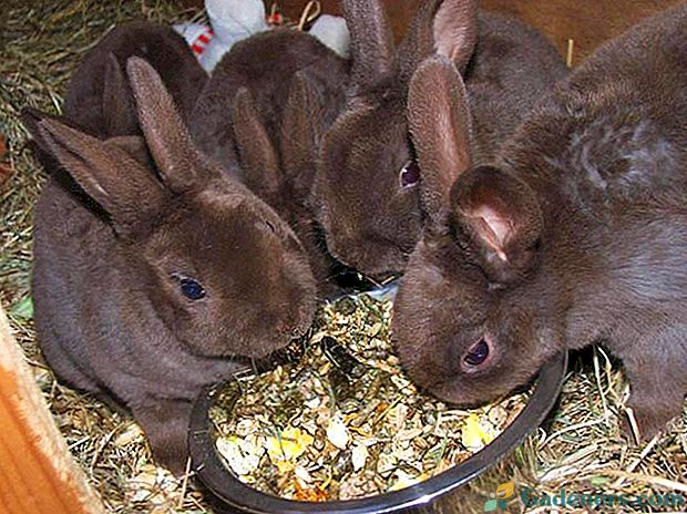 Кога да забременеете зайци от заек - съвети за начинаещи