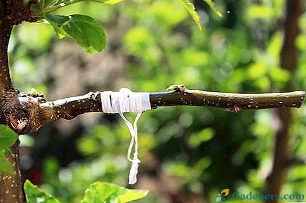 Кога да засадите ябълково дърво: времето на ваксинацията в зависимост от сезона