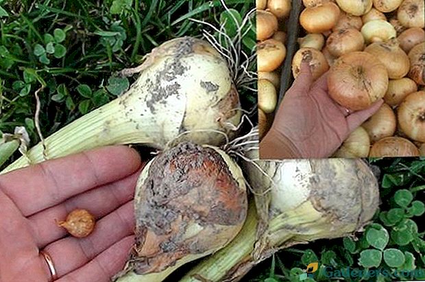 Kiedy sadzić zestawy cebuli: czas sadzenia wiosennego i pod-zimowego