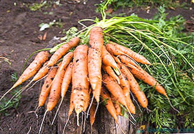 Коли садити моркву в Ленінградській області