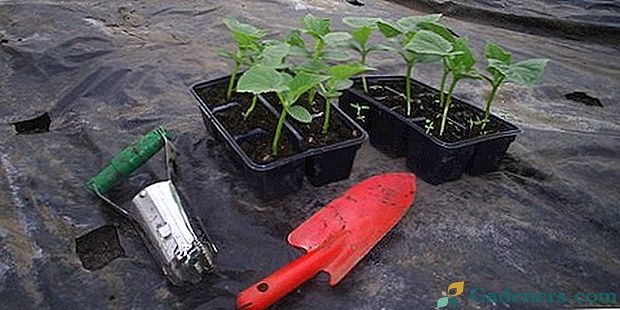 Kada auginti agurkų sodinukus šiltnamyje?