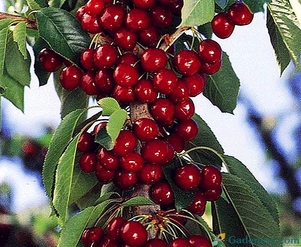 Cherry Colony - dekoracja małego ogrodu