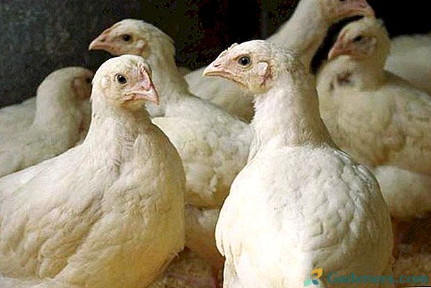 Kombinētā barība broileru vistām un vistām