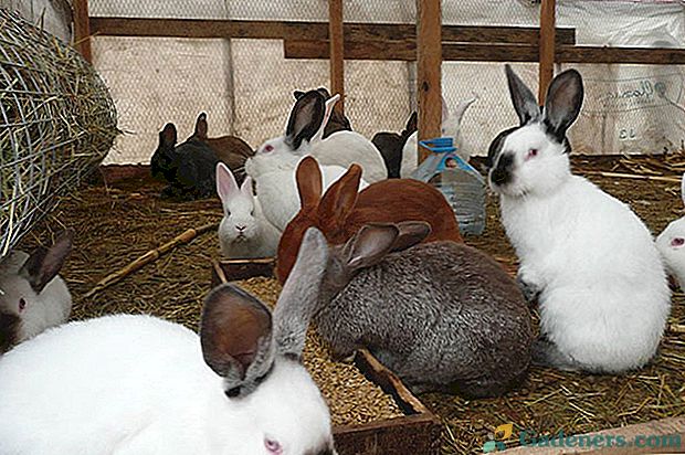 Pasza dla królików