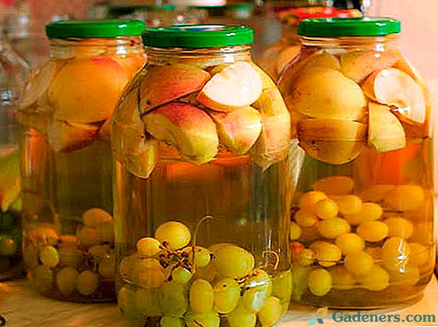 Kompot z hroznů a jablek - užitečný recept na zimu