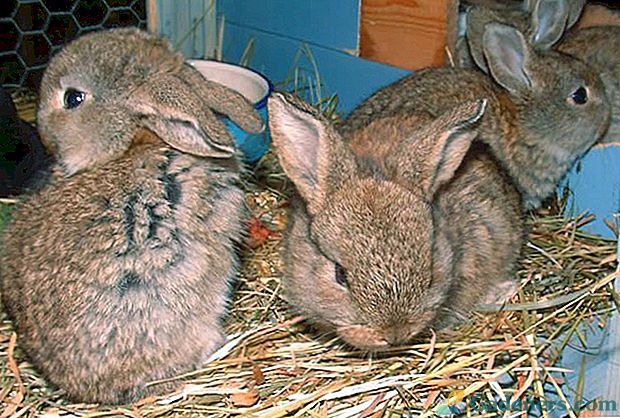 Karmienie królików musi być terminowe i prawidłowe.