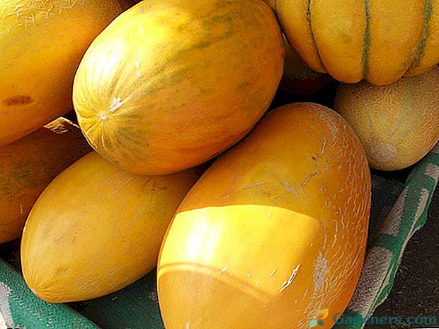 Melones karaliene - čārdža melone vai gulyabi
