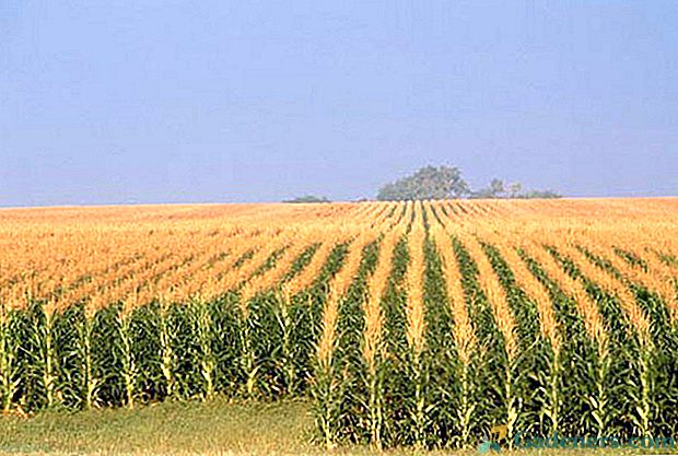 Краљица поља - Слатка кукуруза