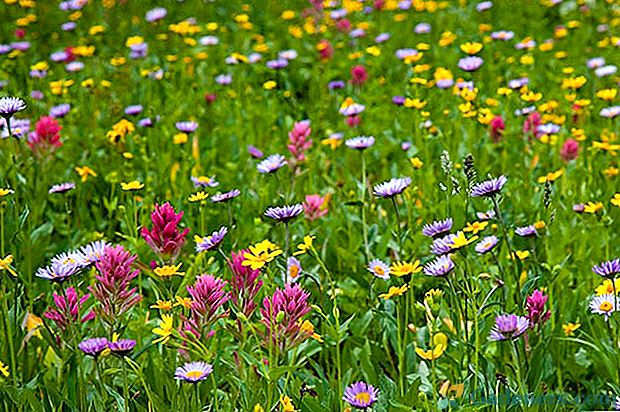 Lepota in prednosti ruske zemlje - travnik in divje cvetje