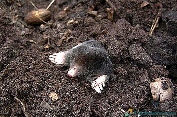 Moles: Jak identifikovat a zbavit se škůdců