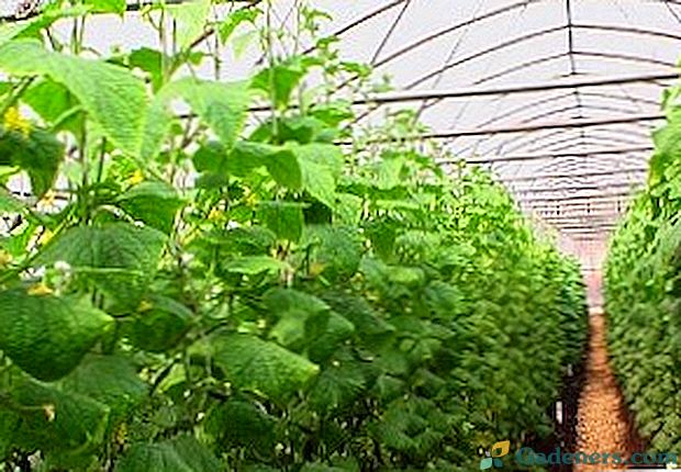 Celoročné kultivovanie uhoriek v skleníku