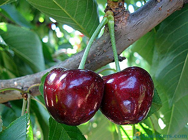 Велико-фруктована сорта слатке трешње Булл срце за љетне становнике централне Русије