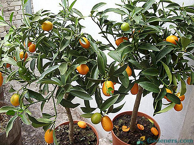 Kumquat doma: rysy kultivace a reprodukce