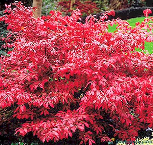 Krzak euonymus - płonący krzak lub wilcze kolczyki