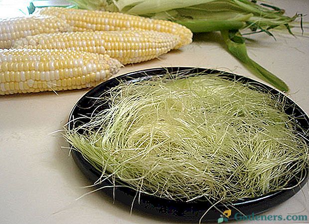Liečivé vlastnosti kukuričných škvŕn a kontraindikácie ich použitia