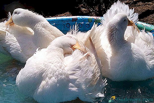 Liječenje i prevencija obojenja mokre patke