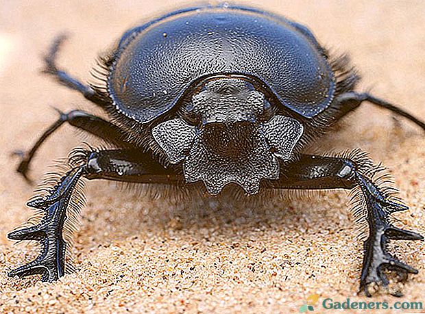 Legenda o starovekom Egypte - posvätnej scarab chrobáka