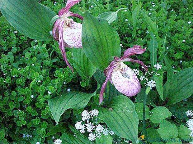 Miško orchidėja ar moteriškoji šlepetė