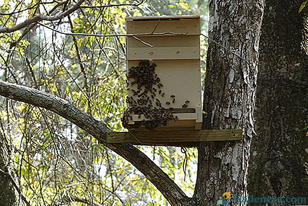 Pułapka na pszczoły: miejsca produkcji i instalacji