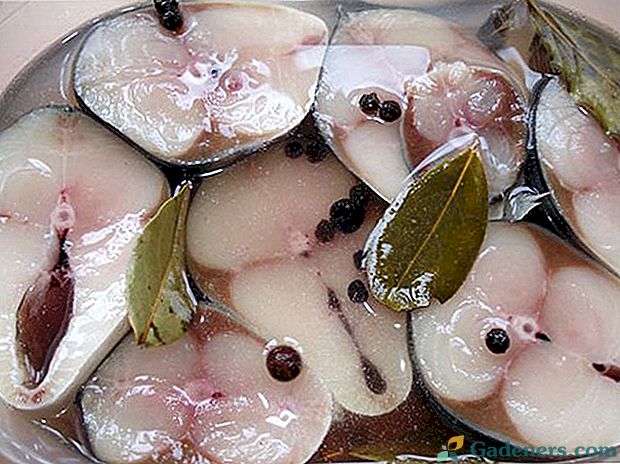 Labākās un vienkāršās receptes makreles sālīšanai mājās