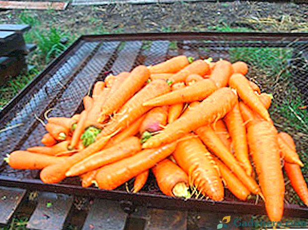 Най-добрите предшественици на морковите