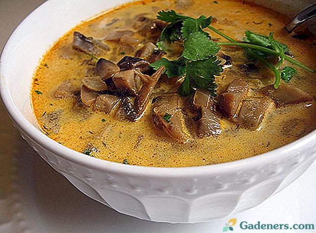 Nejlepší recepty na nádhernou houbovou polévku z zmrazených hub