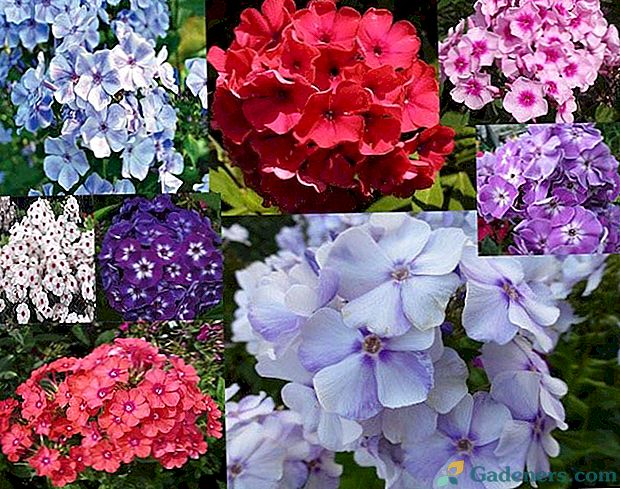 Najboljše sorte phlox za svetle cvetlični vrt
