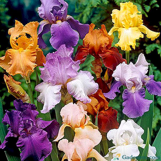 Najboljše sorte irises za oblikovanje krajine