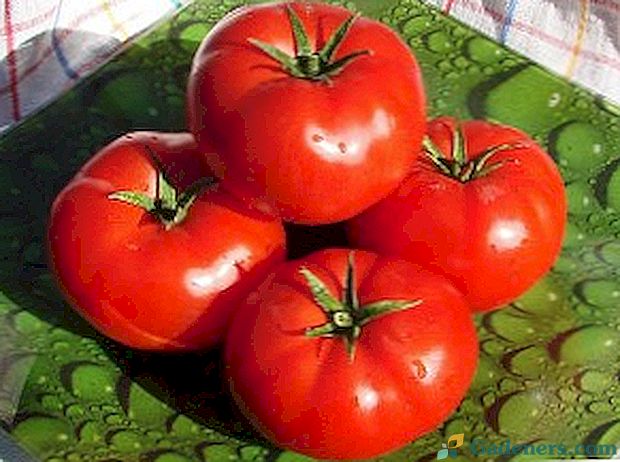 Най-добрите сортове домати с малки размери с снимки и описания