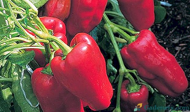 Nejlepší odrůdy sladké papriky na otevřené půdě