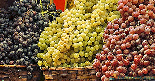 Najboljše grozdje za trg