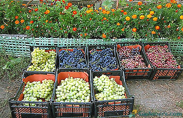 Кращі сорти винограду на продаж