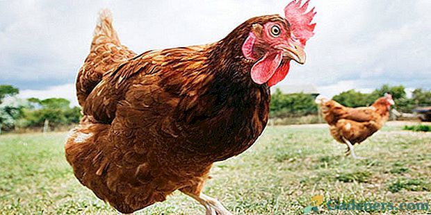 Най-добри съвети за отглеждането на пилета, ако сте на работа през целия ден