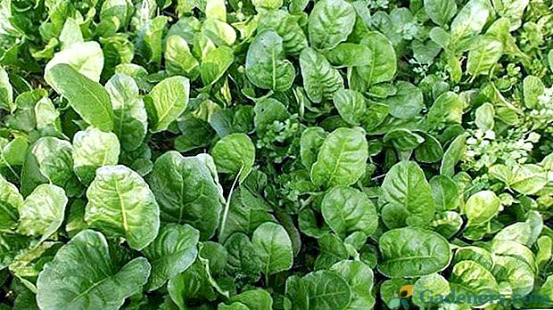 Кращі види і сорти шпинату для домашнього вирощування