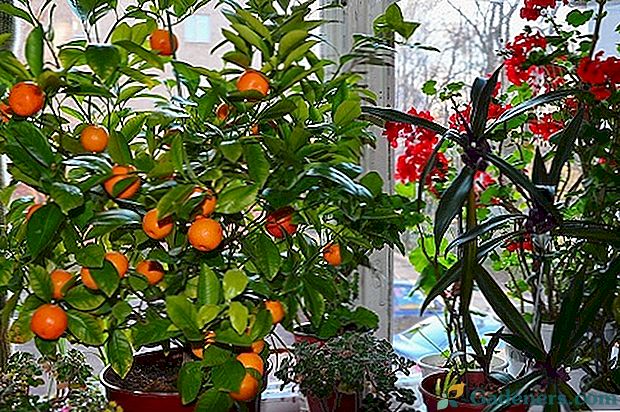 Mandarin - kaj morate vedeti o negi eksotične rastline