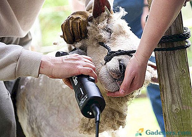 Stroj na strihanie oviec: vlastnosti výberu a použitia