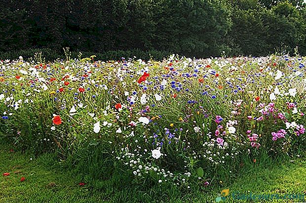 Mavrični travnik je všeč vonj cvetočih travnikov