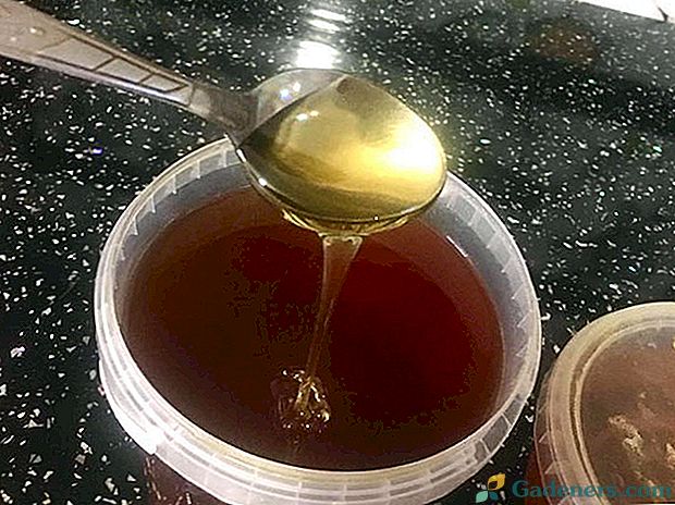 Мед кориандр. Мед кориандрово-разнотравный. Мёд кориандровый. Мед из кориандра.