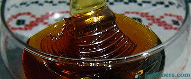 Koriandrový med - sladkost a nebezpečí v kořenité chuti východu